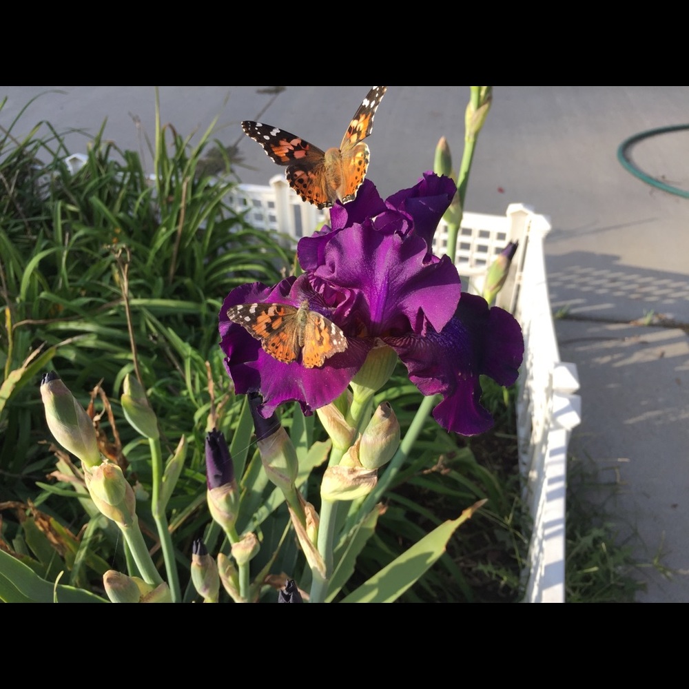 Meet your Posher, Melanie